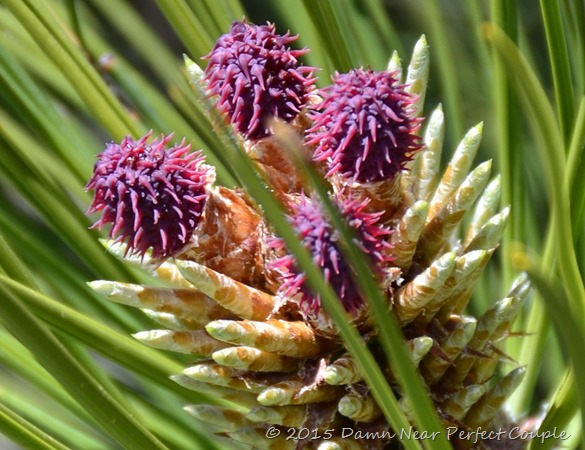 Pine Cone Buds