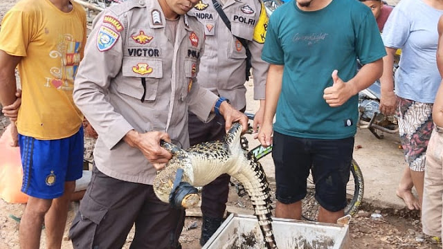 Warga Jelimpo Dihebohkan Dengan Penemuan Buaya