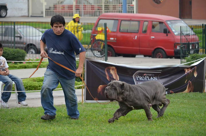 8° MATCH + CLUB DEL MASTINO NAPOLETANO DEL PERU + FOTOS DSC_3836