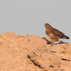 Long-legged buzzard