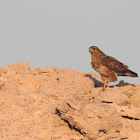 Long-legged buzzard