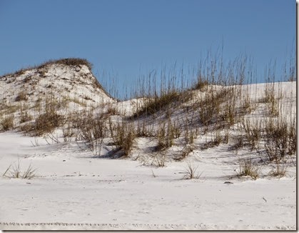 Grayton_beach_dunes