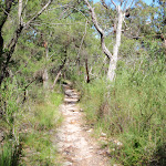 Flat section of Patonga Track (218669)