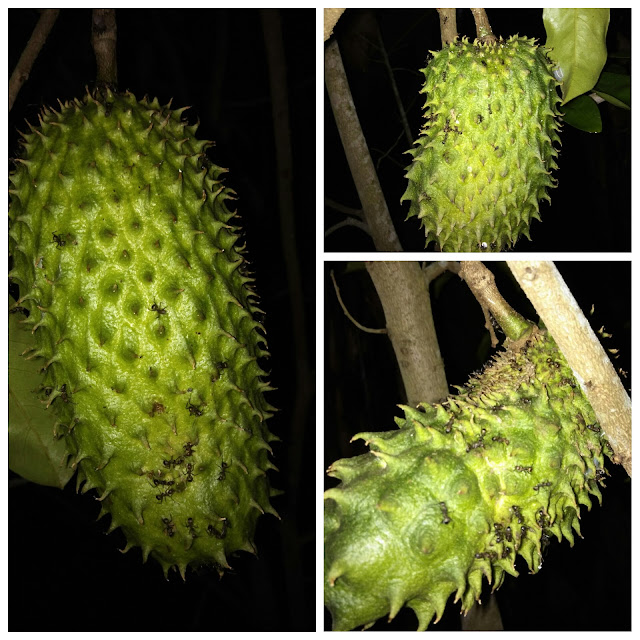 Kesan Ubat Dan Durian - Berubat j