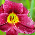 FROM LILYFEST
2009