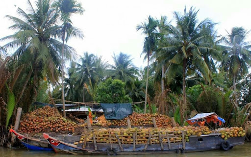 “Giải cứu” trái dừa khô đang ế ẩm tại thủ phủ