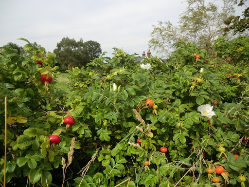 CIMG3255 Rose hips at Moat Farm