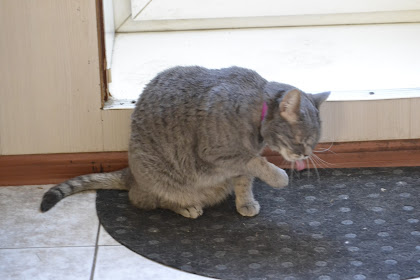 Поговорим о кошках38