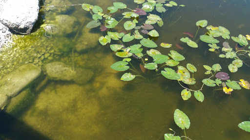 Nature Preserve «Snake Warrior Island Natural Area», reviews and photos, 3600 SW 62nd Ave, Miramar, FL 33023, USA