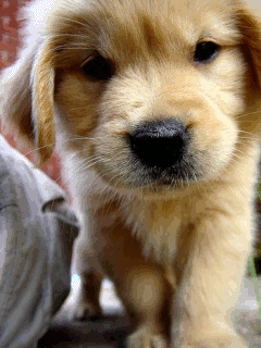Gif de cachorro Gif de cachorro