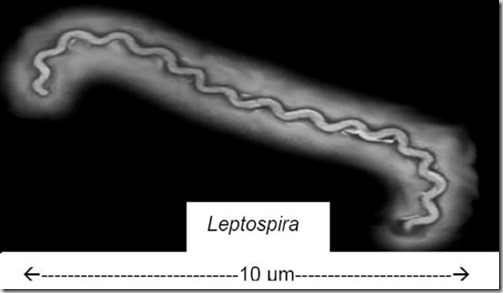 Leptospirosi - 1