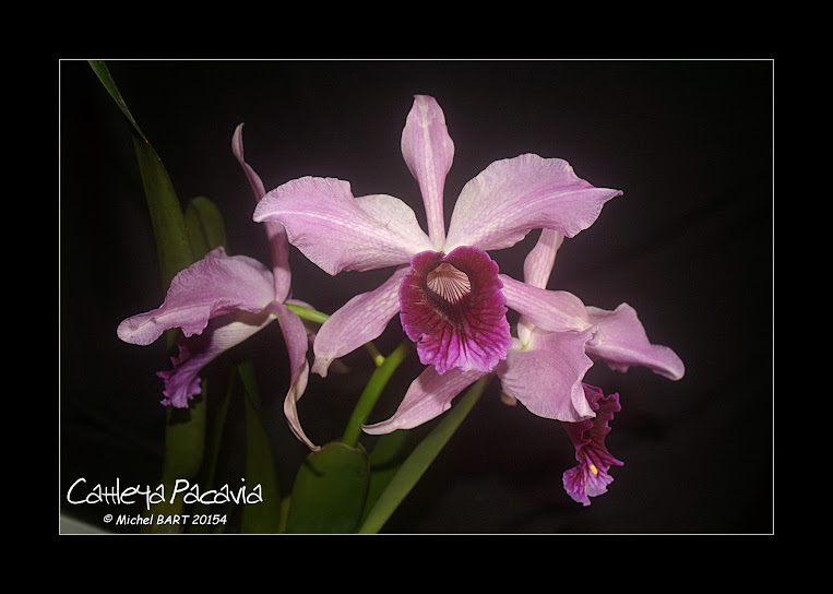 Cattleya Pacavia (C. purpurata x C. tenebrosa) Cattleya_Pacavia