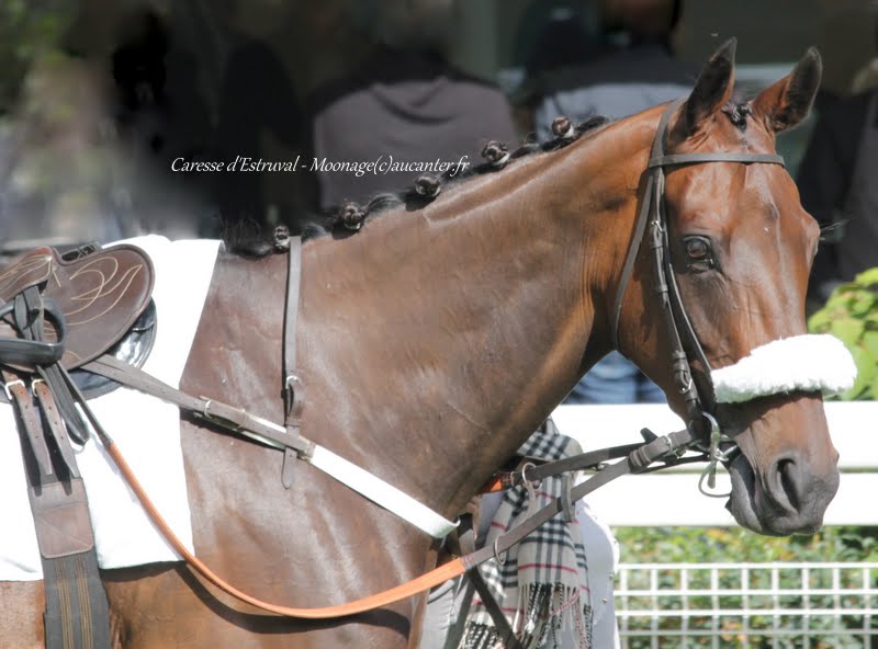 Prix de Chambly 2015 (H., L., Auteuil) 26-09 : Caresse d'Estruval IMG_3912