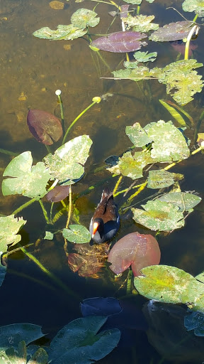 Nature Preserve «Snake Warrior Island Natural Area», reviews and photos, 3600 SW 62nd Ave, Miramar, FL 33023, USA