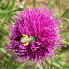 Metallic Green Bee