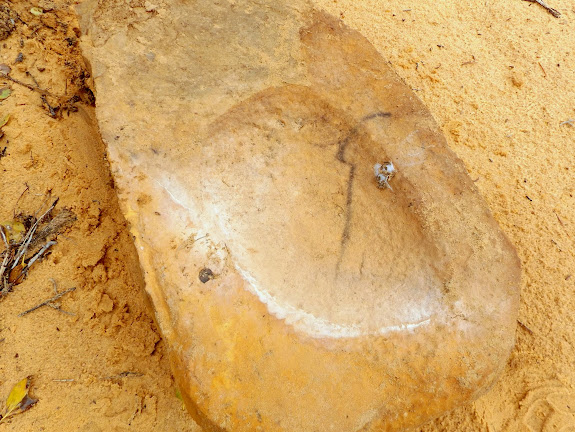 Metate where I left it a year after I discovered it