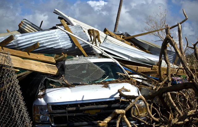 A monkey walks over the rubble left in the wake of Hurricane Maria on Cayo Santiago, known as Monkey Island, in Puerto Rico. Photo: Ramon Espinosa / AP Photo