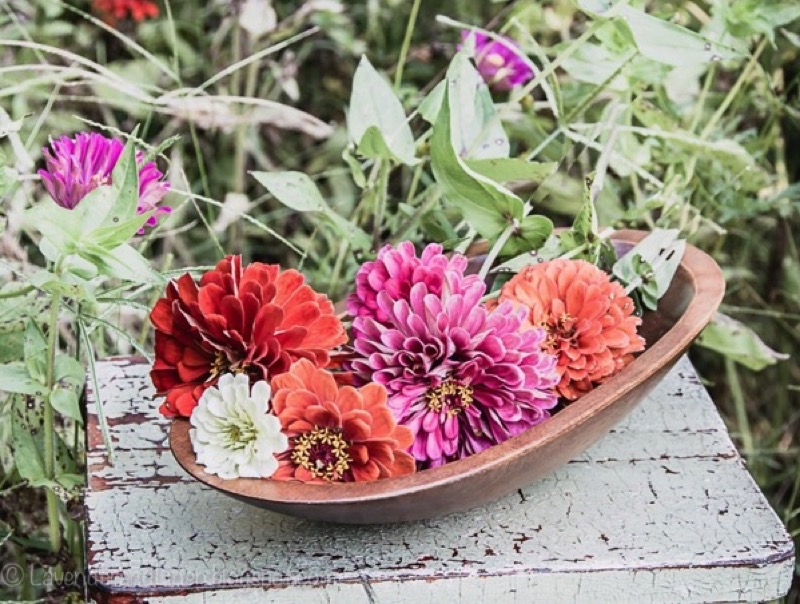 bowl of zennia's in garden