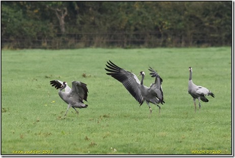 Slimbridge WWT - October