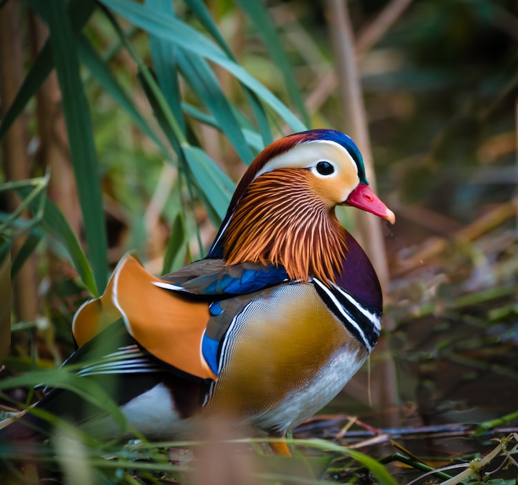 Male Mandarin duck