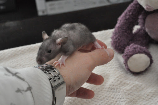 [ADOPTION CLOSE TOUS PARTIS :) ] PORTEE RATS NUS Peach x Kojak  DSC_0371