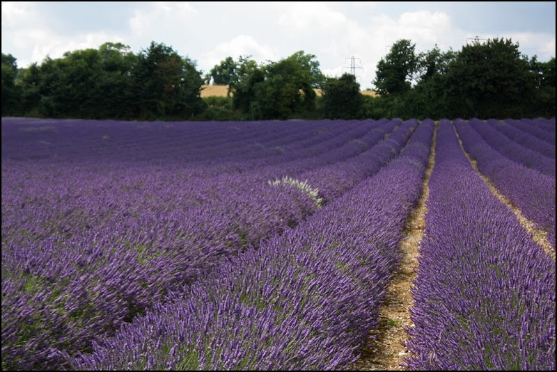 Lavendin at Castle Farm Lavender - The Hop Shop