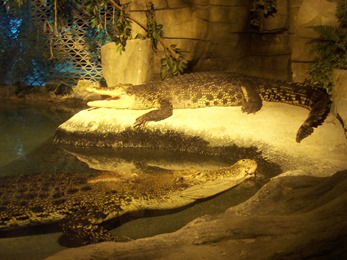 2005.05.18-008 crocodiles