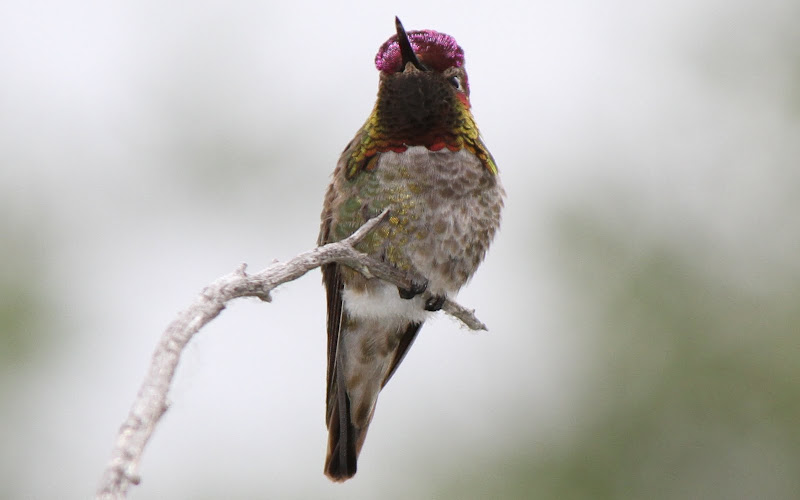 IMAGE: https://lh3.googleusercontent.com/-1g0zo04Gs-Q/Tee7m7ewMsI/AAAAAAAALQE/DAtpMapk6M8/s800/IMG_3822cr.jpg