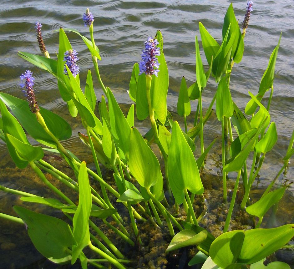 Понтедерия сердцелистная (Pontederia cordata)