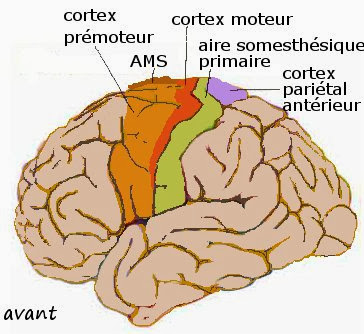 Cessionaris synoniem