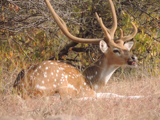 Indian Spotted Deer