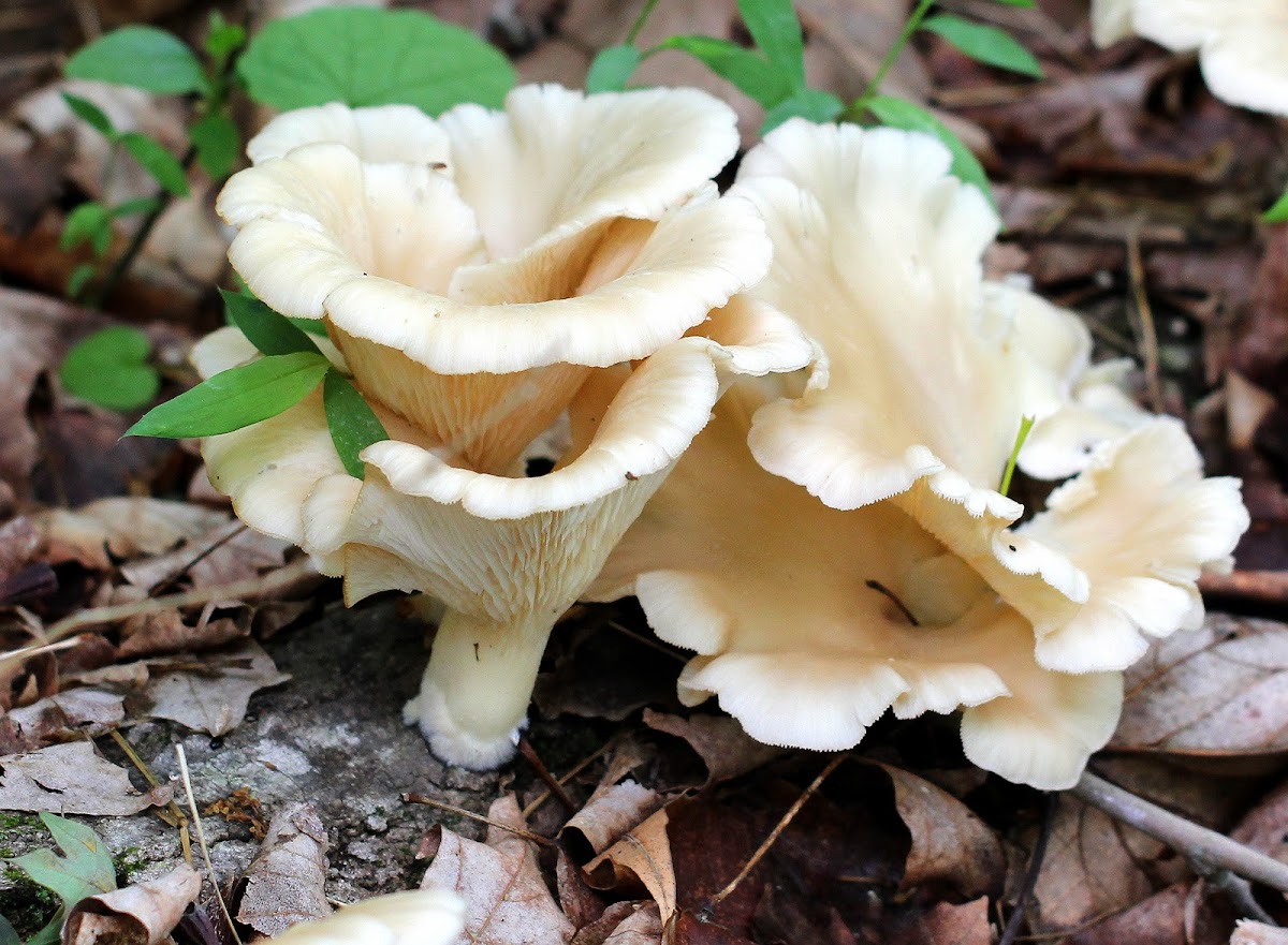 Oyster Mushrooms