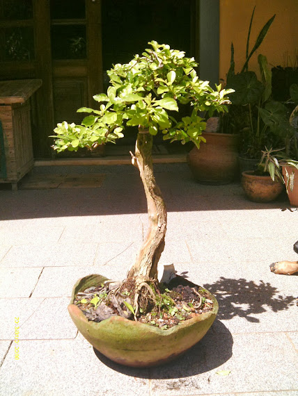 Pingo de Ouro-Duranta Aurea Literato... IMAG0205