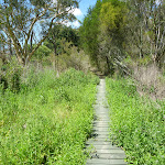 Weedy section behind the quarry (372142)