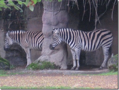 IMG_0400 Damara Zebras at the Oregon Zoo in Portland, Oregon on November 10, 2009