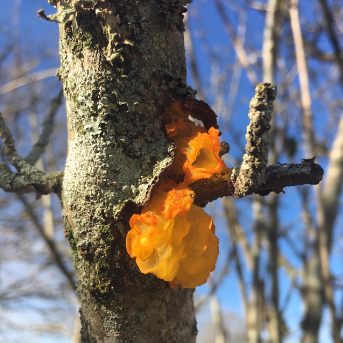 Witch's Butter/Orange Jelly Fungus