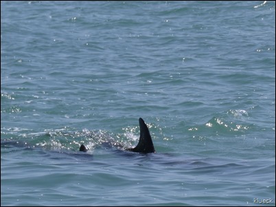 Dolphin Mating near Venture Out channel