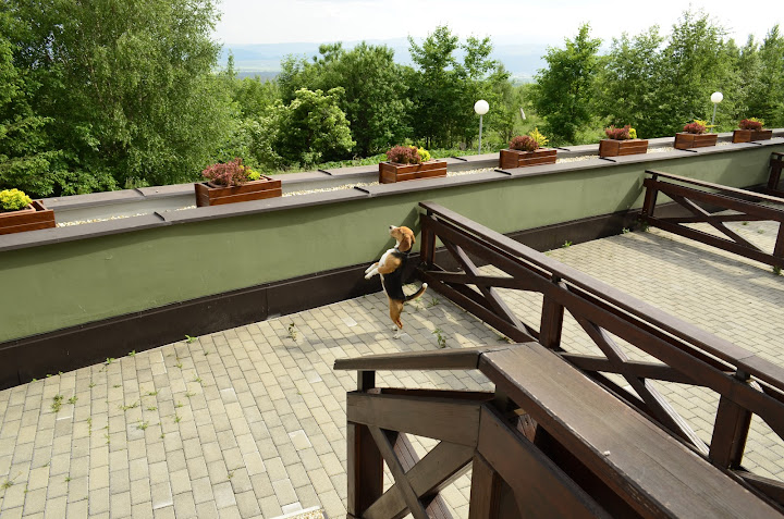 Татры, июнь 2015. с собакой