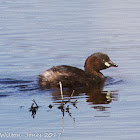 Little Grebe; Zampullin Chico