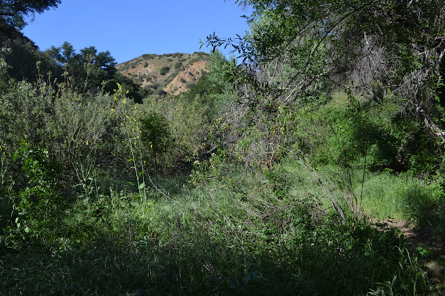 overgrown road into a canyon