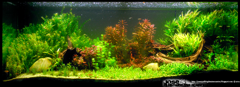 plantado - Os presento mi acuario "EJDLS". Mi primer plantado 260l. Plantado-el-jardin-de-los-sue%2525C3%2525B1os-28112011