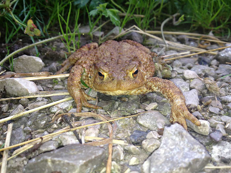 Common Toad