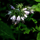 Virginia Waterleaf