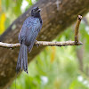 Greater racket-tailed drongo