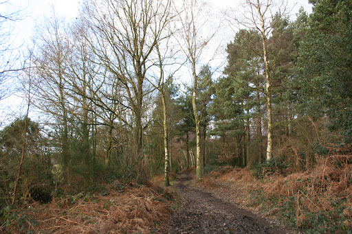 walk 04 09 banstead heath woods 