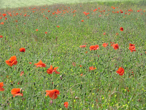 CIMG8854 Poppies, South Downs