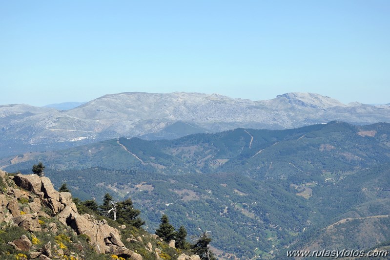 Los Reales de Sierra Bermeja