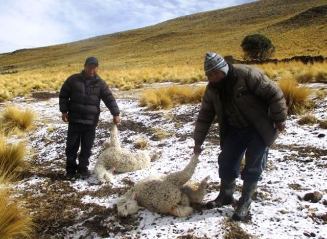 Farmers in the Southern Andes carry dead alpacas that were killed by an anomalous cold wave in July 2016, with temperatures as low as -23°C. Photo: El Búho