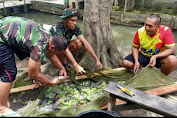 Satgas Pamtas Yonif 403/WP Panen Hasil Budidaya Ikan Lele d Perbatasan Papua