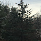 Spruce